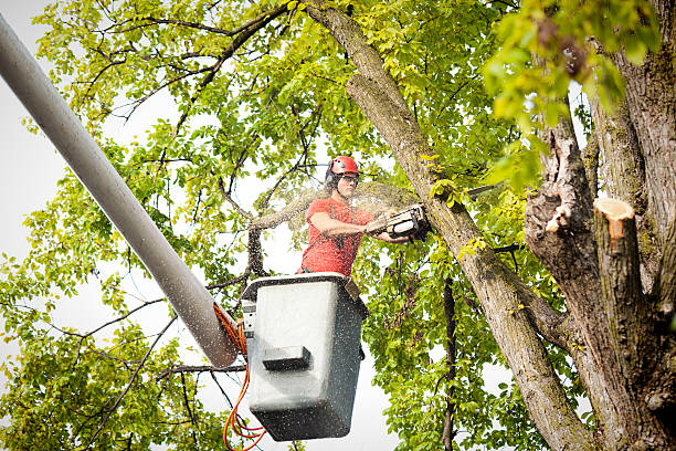 How Our Tree Care Process Works  in  Plain City, UT